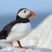 puffin_atlantic_msi_h_0563_can1591.jpg